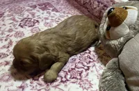 Cherry AKC, New York , a female Cavalier King Charles Spaniel for sale in Binghamton, NY – Photo 2 of 5