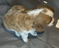 Thelma, AKC, New York , a female Cavalier King Charles Spaniel for sale in Binghamton, NY – Photo 2 of 3