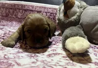 Cherry AKC, New York , a female Cavalier King Charles Spaniel for sale in Binghamton, NY – Photo 3 of 5