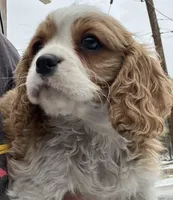 Thelma, AKC, New York , a female Cavalier King Charles Spaniel for sale in Binghamton, NY – Photo 1 of 3