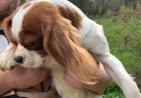 Cherry AKC, New York , a female Cavalier King Charles Spaniel for sale in Binghamton, NY – Photo 4 of 5