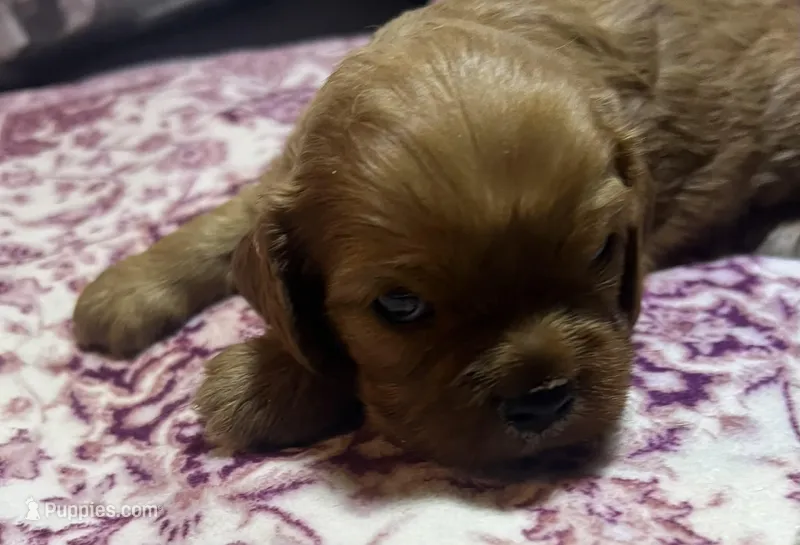 Cherry AKC, New York  – Cavalier King Charles Spaniel puppy for sale in Binghamton, NY
