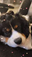Louie, a male Cavalier King Charles Spaniel for sale in Toledo, OH – 8 of 8