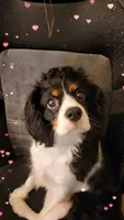 Louie, a male Cavalier King Charles Spaniel for sale in Toledo, OH – 7 of 8
