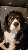 Louie, a male Cavalier King Charles Spaniel for sale in Toledo, OH – 6 of 8