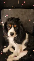 Louie, a male Cavalier King Charles Spaniel for sale in Toledo, OH – 4 of 8