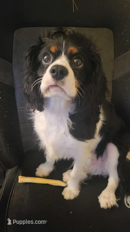 Louie – Cavalier King Charles Spaniel puppy for sale in Toledo, OH