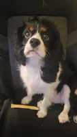 Louie, a male Cavalier King Charles Spaniel for sale in Toledo, OH – 1 of 8