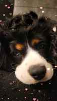 Louie, a male Cavalier King Charles Spaniel for sale in Toledo, OH – 3 of 8