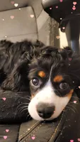 Louie, a male Cavalier King Charles Spaniel for sale in Toledo, OH – 5 of 8