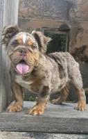 Molly, a female English Bulldog for sale in Brunswick, GA – 3 of 4