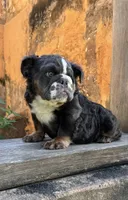 Bear, a male English Bulldog for sale in Brunswick, GA – 4 of 4