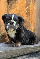 Bear, a male English Bulldog for sale in Brunswick, GA – 3 of 4
