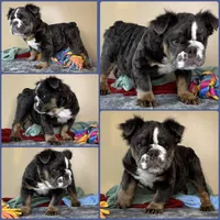 Bear, a male English Bulldog for sale in Brunswick, GA – 1 of 1