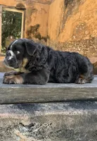 Bear, a male English Bulldog for sale in Brunswick, GA – 2 of 4