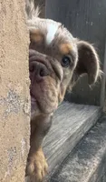 Molly, a female English Bulldog for sale in Brunswick, GA – 2 of 4