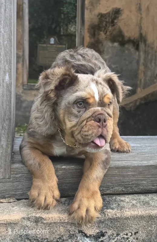 Molly – English Bulldog puppy for sale in Brunswick, GA