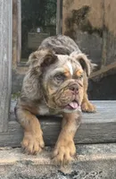 Molly, a female English Bulldog for sale in Brunswick, GA – 1 of 4