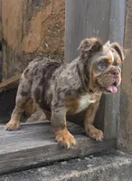 Molly, a female English Bulldog for sale in Brunswick, GA – 4 of 4