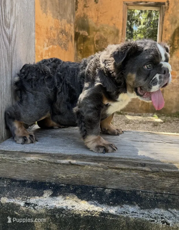 Bear – English Bulldog puppy for sale in Brunswick, GA