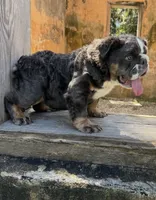 Bear, a male English Bulldog for sale in Brunswick, GA – 1 of 4