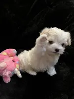 Full Blood Maltese, a female Maltese for sale in Dumas, TX – 9 of 9