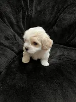 Maltipoo Male, a male Maltese and Poodle - Miniature  for sale in Dumas, TX – 4 of 6