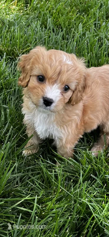 Cavapoo Male – Cavalier King Charles Spaniel, Poodle - Miniature  puppy for sale in Dumas, TX
