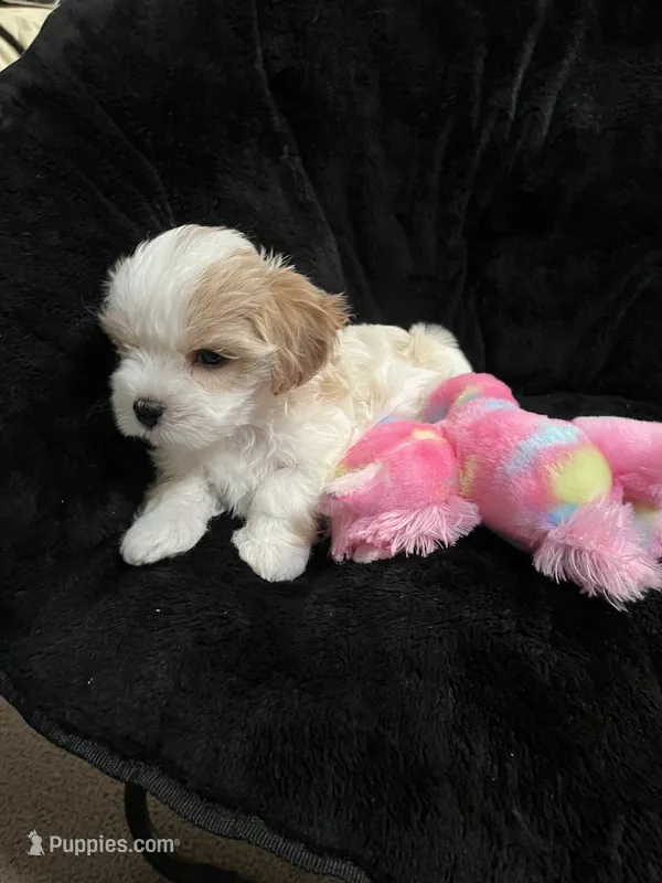 Maltipoo Female – Maltese, Poodle - Miniature  puppy for sale in Dumas, TX
