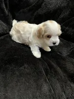 Maltipoo Female, a female Maltese and Poodle - Miniature  for sale in Dumas, TX – 9 of 10
