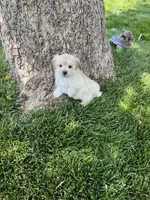 Maltipoo Male 2nd, a male Maltese and Poodle - Miniature  for sale in Dumas, TX – 6 of 10