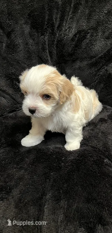 Maltipoo Female – Maltese, Poodle - Miniature  puppy for sale in Dumas, TX