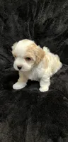 Maltipoo Female, a female Maltese and Poodle - Miniature  for sale in Dumas, TX – 1 of 10