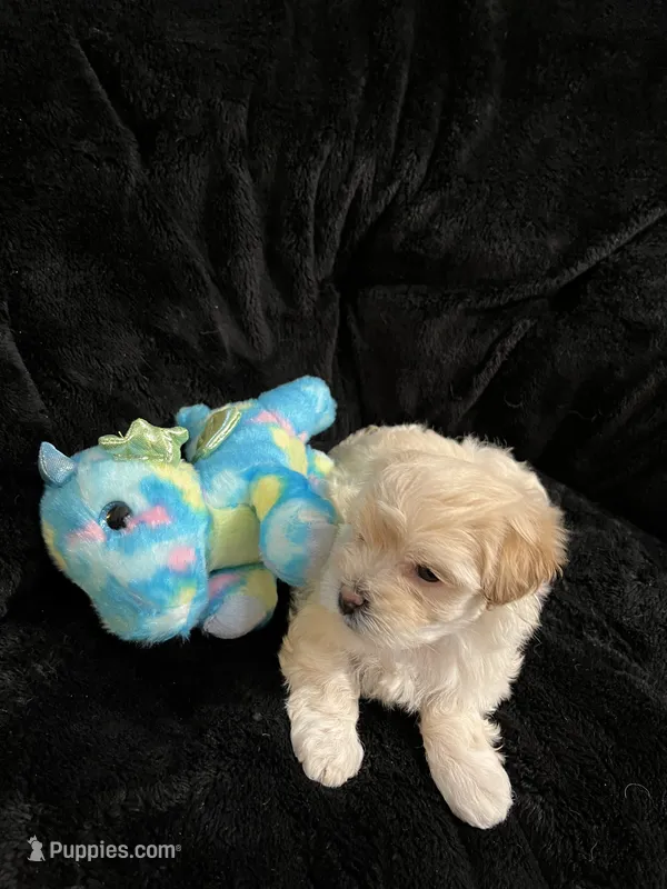 Maltipoo – Maltese, Poodle - Miniature  puppy for sale in Dumas, TX