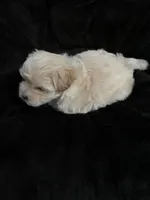 Maltipoo, a male Maltese and Poodle - Miniature  for sale in Dumas, TX – 5 of 10