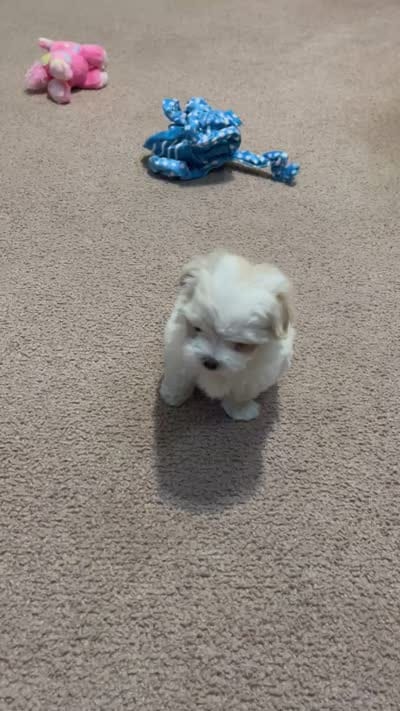 Full Blood Maltese, a female Maltese for sale in Dumas, TX – 5 of 9
