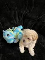 Maltipoo, a male Maltese and Poodle - Miniature  for sale in Dumas, TX – 6 of 10
