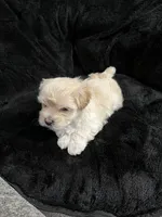 Maltipoo, a male Maltese and Poodle - Miniature  for sale in Dumas, TX – 9 of 10