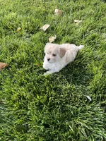 Maltipoo Male 2nd, a male Maltese and Poodle - Miniature  for sale in Dumas, TX – 4 of 10