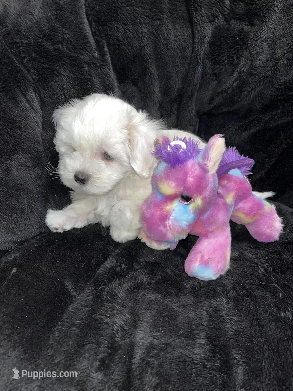 Maltipoo Male – Maltese, Poodle - Miniature  puppy for sale in Dumas, TX