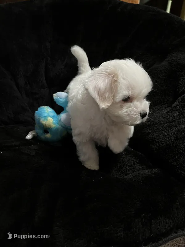 Maltipoo Male – Maltese, Poodle - Miniature  puppy for sale in Dumas, TX