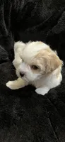 Maltipoo Female, a female Maltese and Poodle - Miniature  for sale in Dumas, TX – 3 of 10