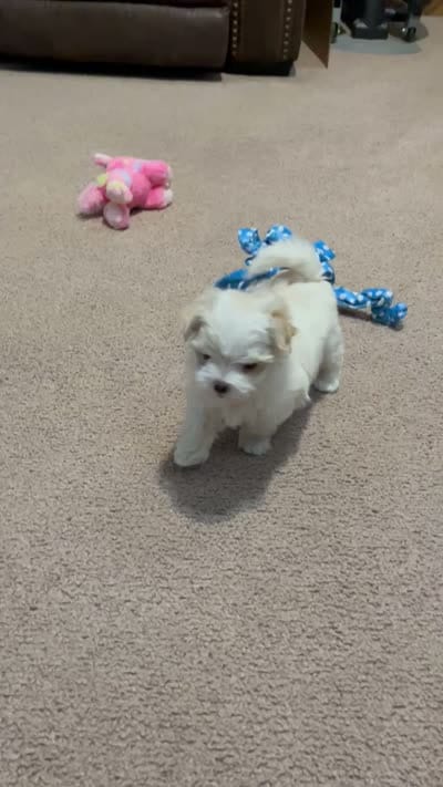 Full Blood Maltese, a female Maltese for sale in Dumas, TX – 3 of 9