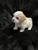 Maltipoo Female, a female Maltese and Poodle - Miniature  for sale in Dumas, TX – 2 of 10