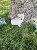 Maltipoo Male 2nd, a male Maltese and Poodle - Miniature  for sale in Dumas, TX – 8 of 10