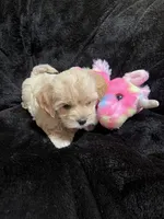 Maltipoo Female 2, a female Maltese and Poodle - Miniature  for sale in Dumas, TX – 3 of 9