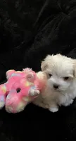 Full Blood Maltese, a female Maltese for sale in Dumas, TX – 2 of 9