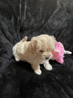 Maltipoo Female 2, a female Maltese and Poodle - Miniature  for sale in Dumas, TX – 9 of 9