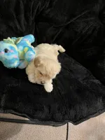 Maltipoo, a male Maltese and Poodle - Miniature  for sale in Dumas, TX – 8 of 10