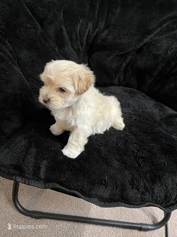 Maltipoo Male – Maltese, Poodle - Miniature  puppy for sale in Dumas, TX